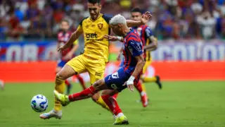 pulga Bahia